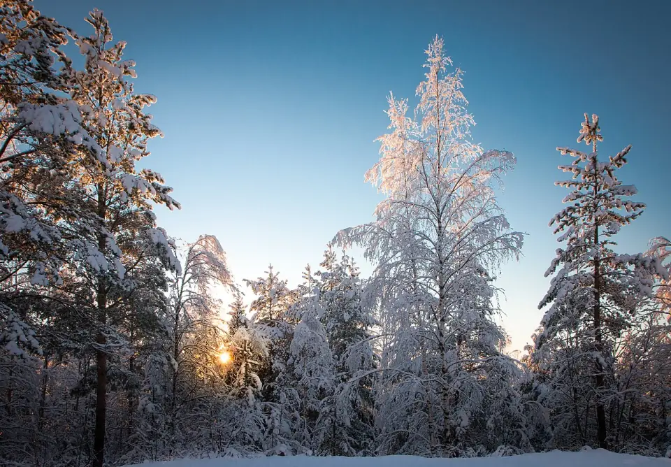 Lulea Forest II (23452233796)